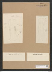 Plagiotropis gibberula (de-Toni-Nr.: Genus 30) Zeichnungen Sammlung Grunow Nr. 2498 (NHMW-BOT-W0369821)